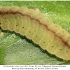 scolitantides orion larva4 rost